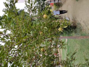 Isheeria 6 months into 2019 zombie blog hop