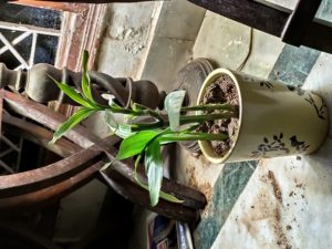 Isheeria 6 months into 2019 zombie blog hop